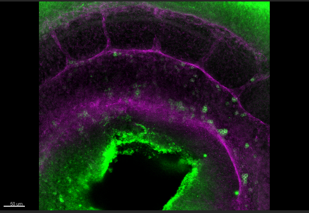 imatge microscopi